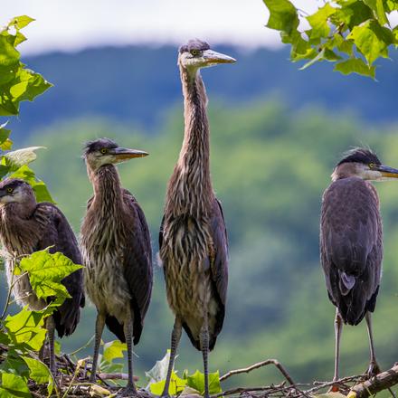 Great Blue Heron