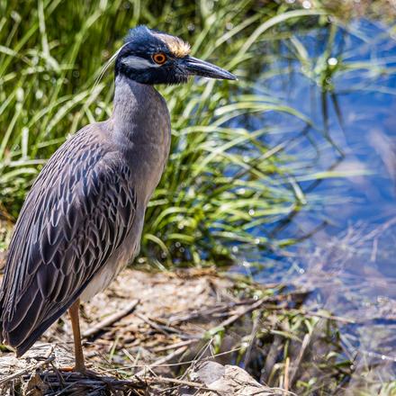 Yellow-crowned Night Heron