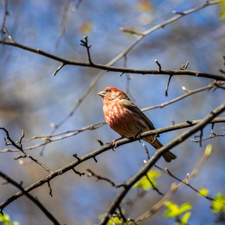 House Finch