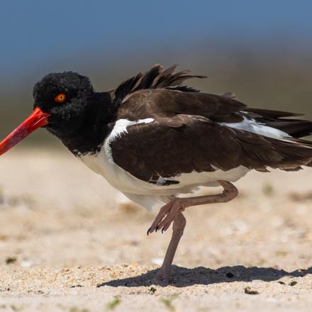 American Oystercatcher