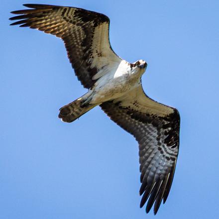 Osprey