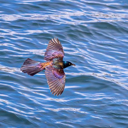 Common Grackle