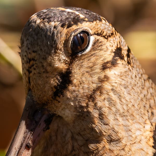 American Woodcock