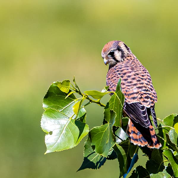 American Kestrel
