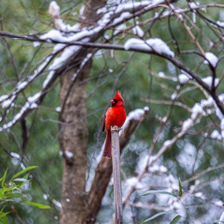 Northern Cardinal