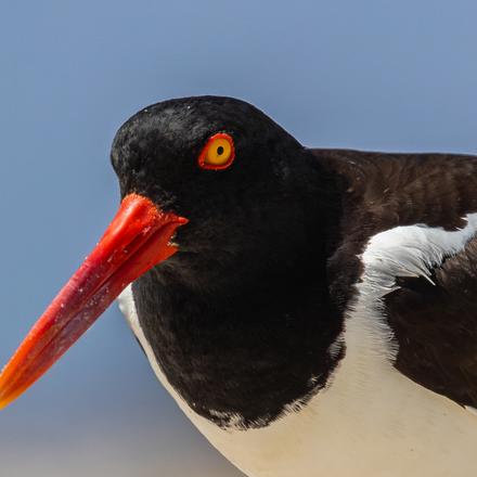 American Oystercatcher