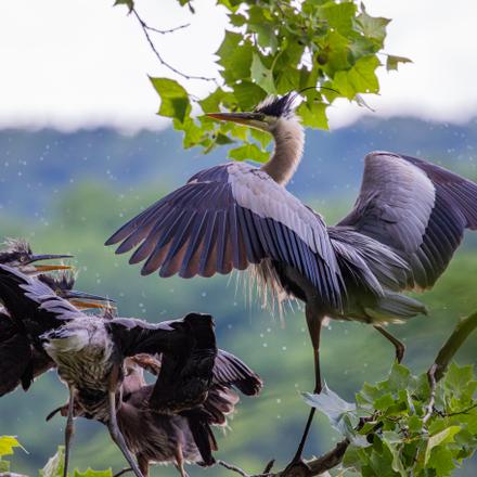 Great Blue Heron