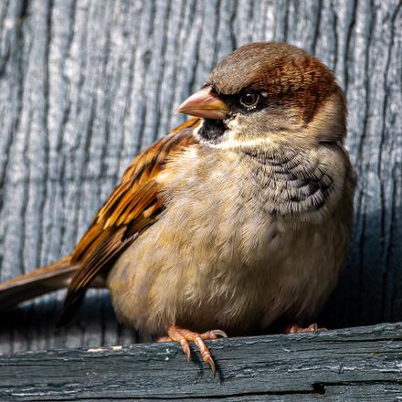 House Sparrow