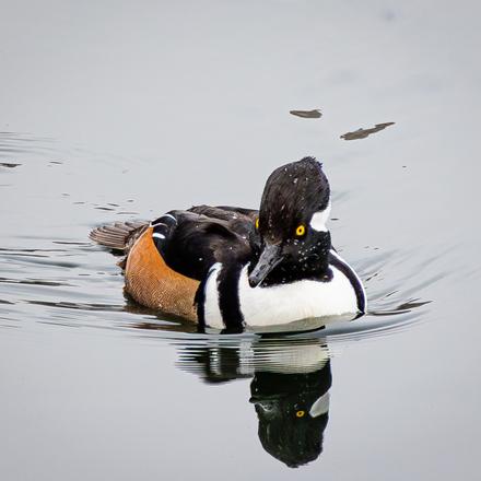 Hooded Merganser
