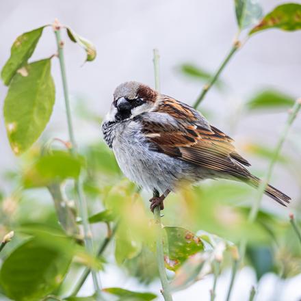 House Sparrow