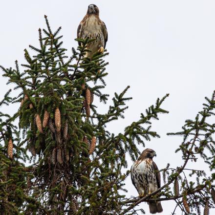 Red-tailed Hawk