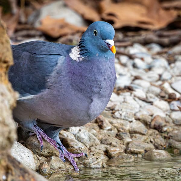 Wood Pigeon