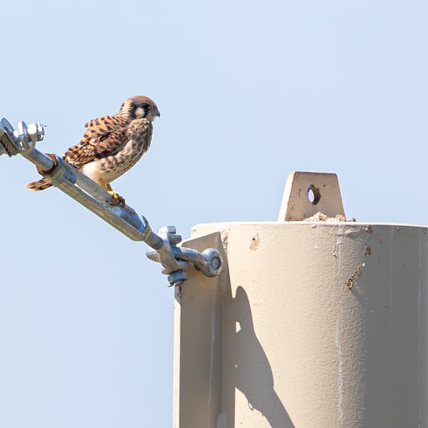 American Kestrel