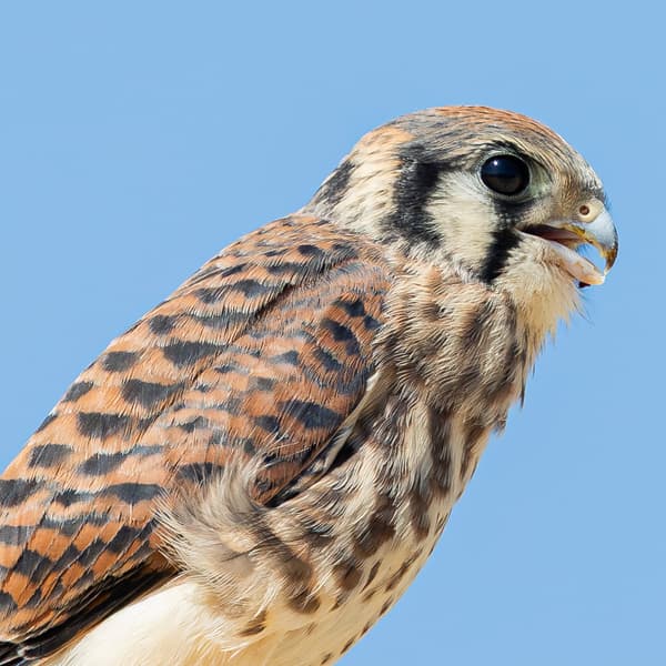 American Kestrel