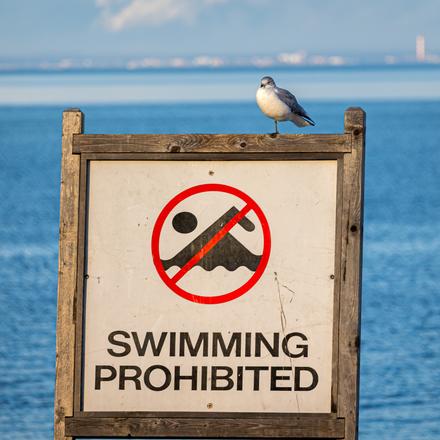 Ring-billed Gull