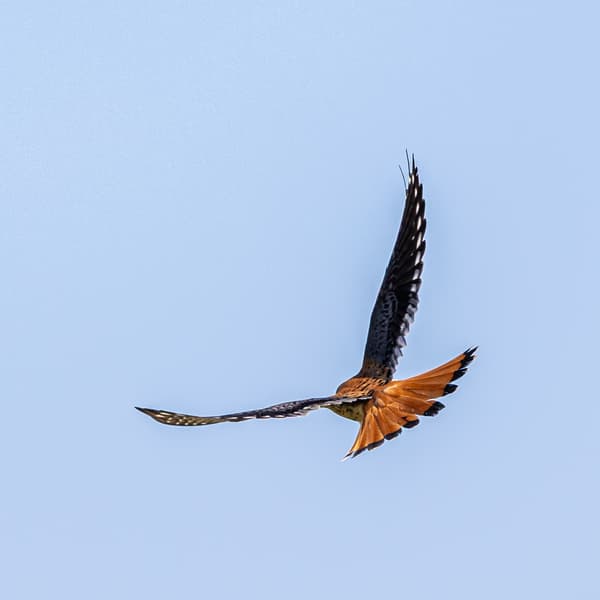 American Kestrel