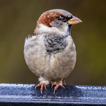 House Sparrow