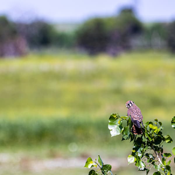 American Kestrel