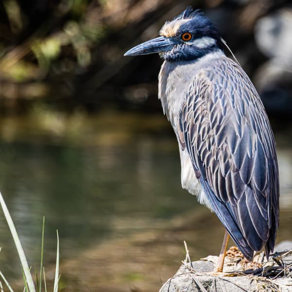 Yellow-crowned Night Heron