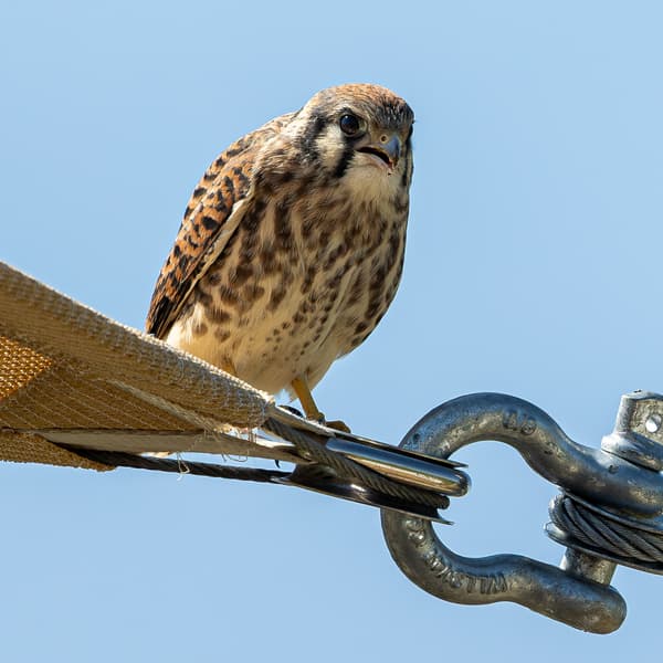 American Kestrel