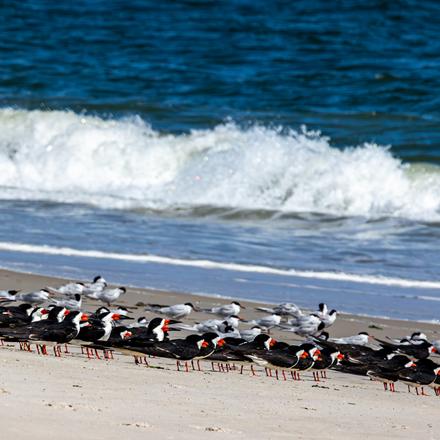 Black Skimmer