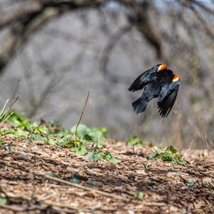 Red-winged Blackbird