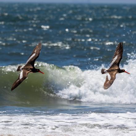 American Oystercatcher