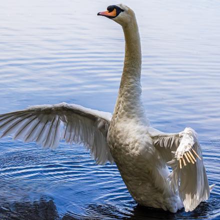 Mute Swan