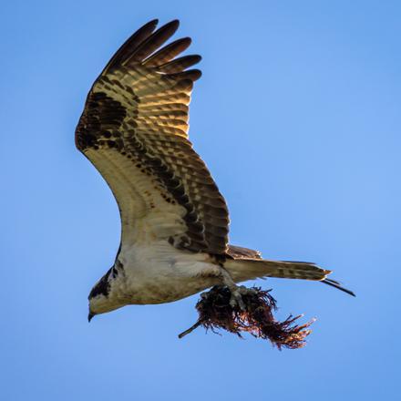 Osprey
