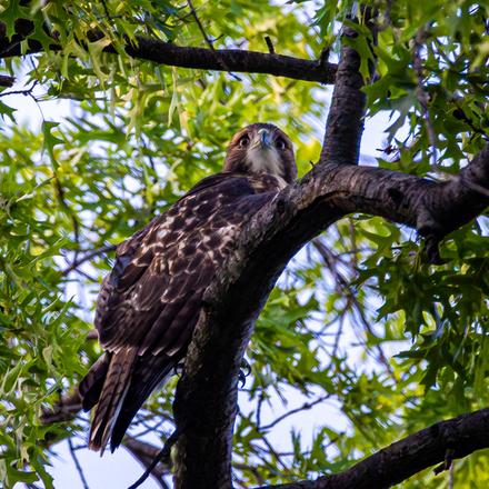 Red-tailed Hawk