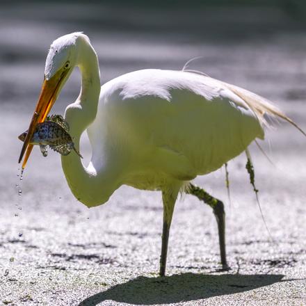 Great Egret