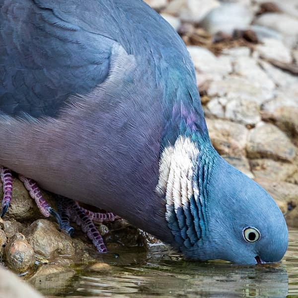 Wood Pigeon