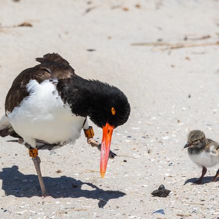 American Oystercatcher