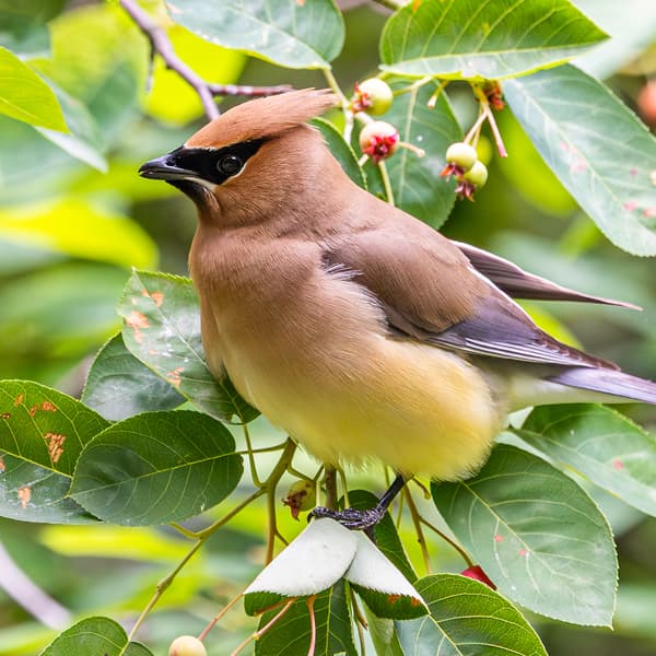 Cedar Waxwing