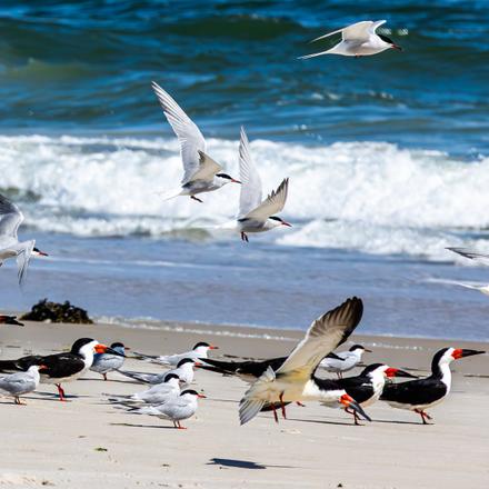 Black Skimmer