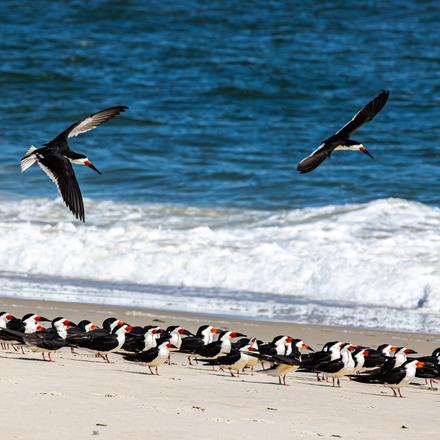 Black Skimmer