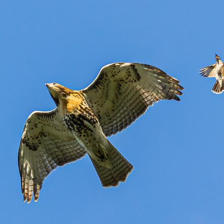 Red-tailed Hawk