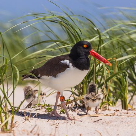 American Oystercatcher