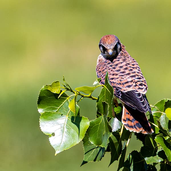 American Kestrel