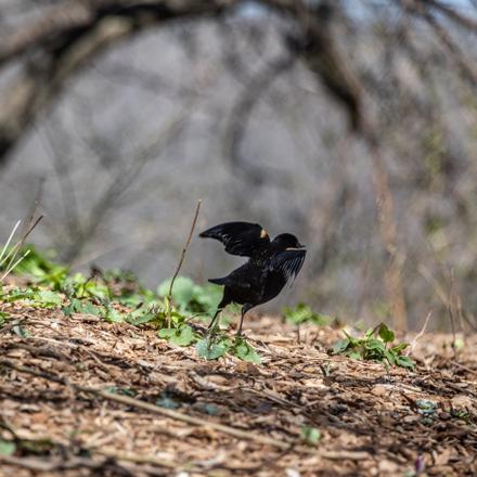 Red-winged Blackbird