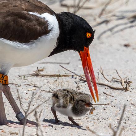 American Oystercatcher