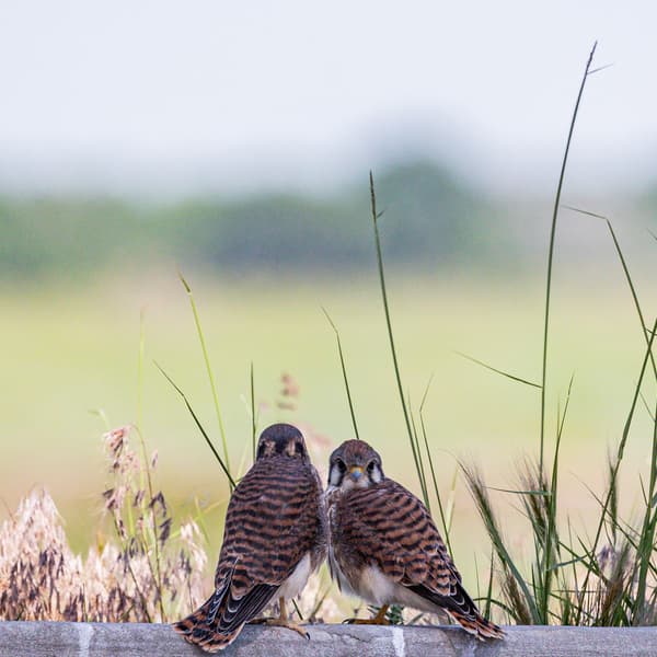 American Kestrel