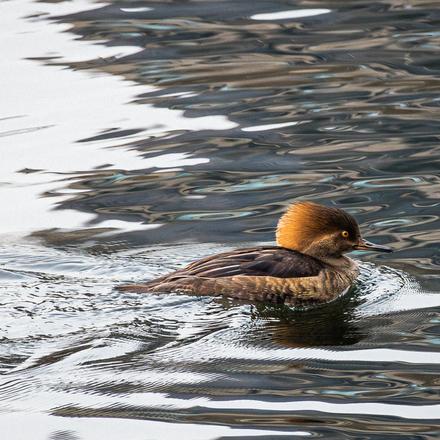 Hooded Merganser