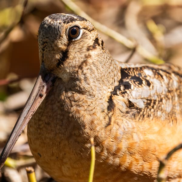 American Woodcock