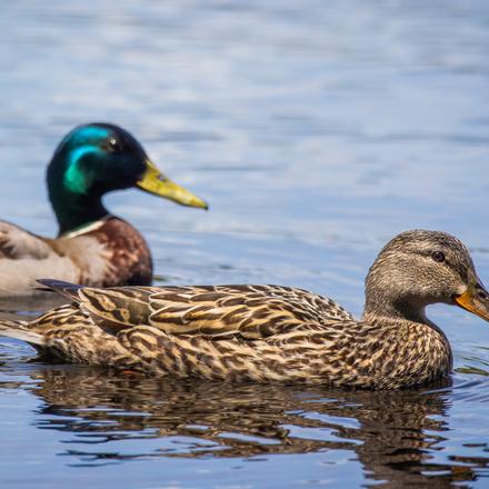 Mallard