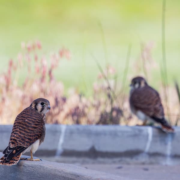 American Kestrel