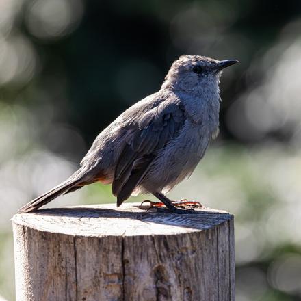Gray Catbird
