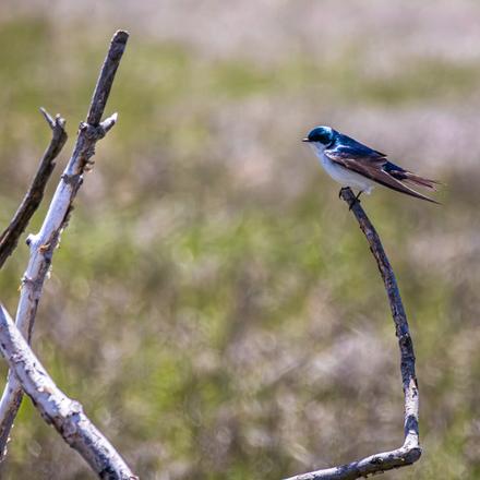 Tree Swallow