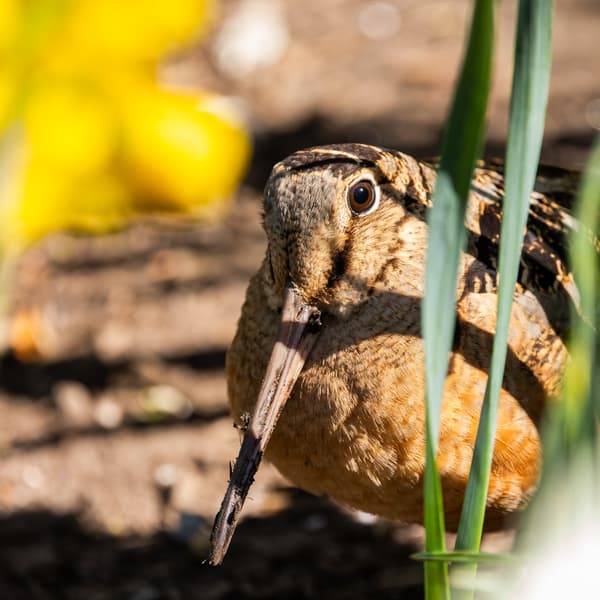 American Woodcock