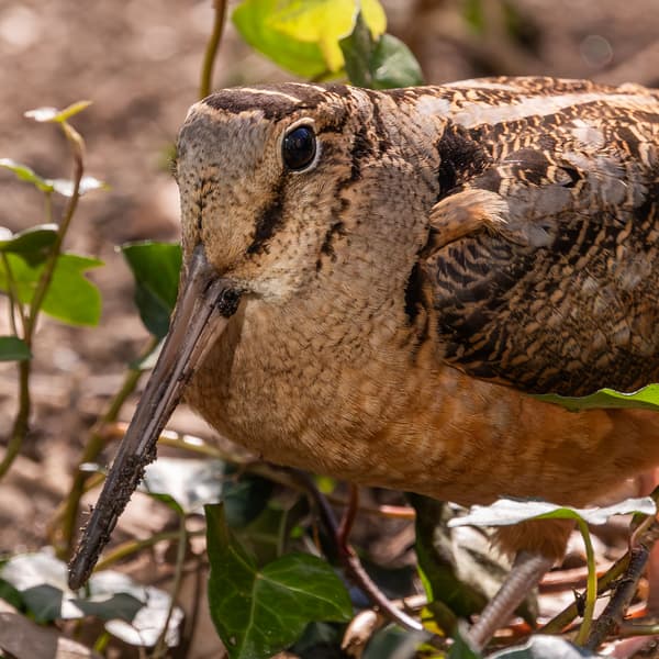 American Woodcock